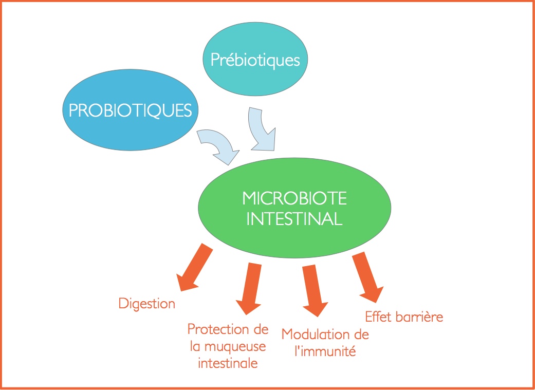 prébiotique-probiotique
